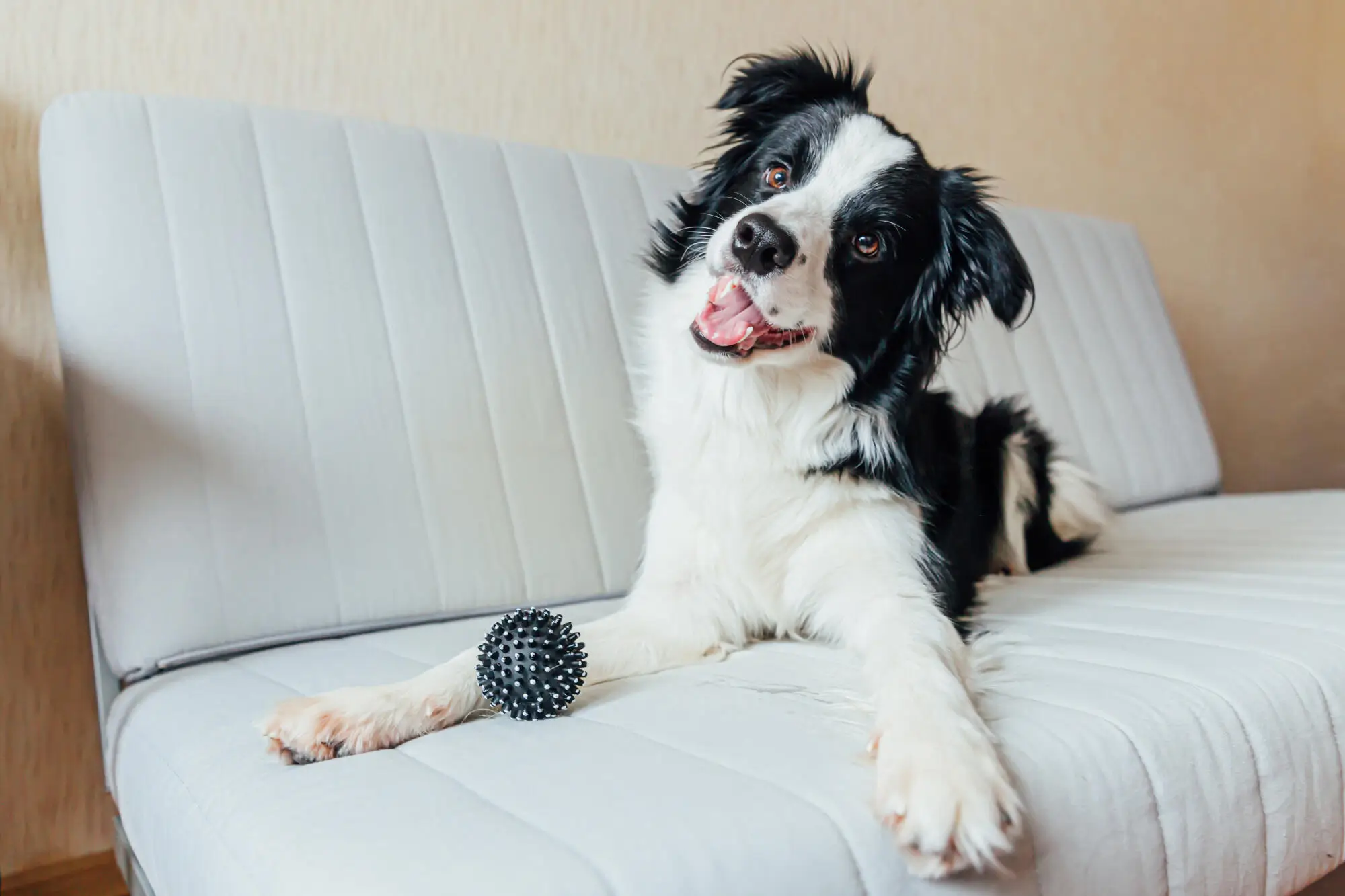 The Pros and Cons of Allowing Pets in Your Salt Lake City, UT Rental Property